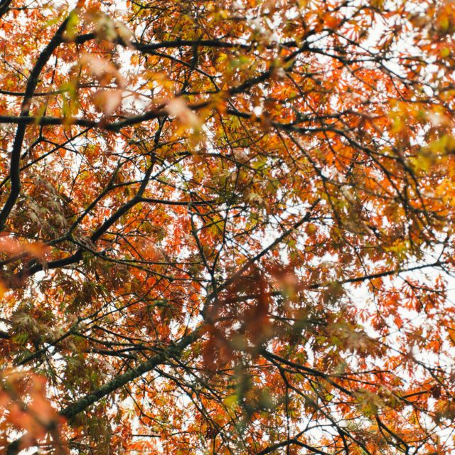 Westonbirt Arboretum near Almondsbury