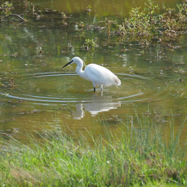 Slimbridge near Almondsbury